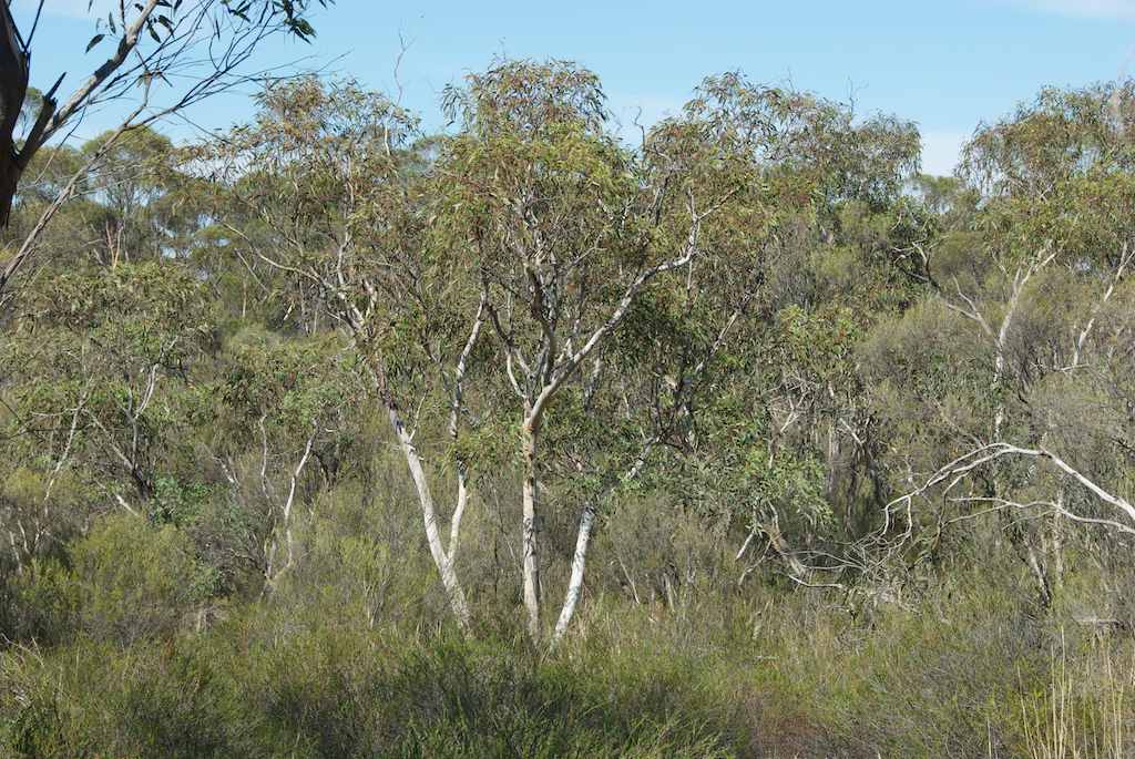 Myrtaceae Eucalyptus dwyeri