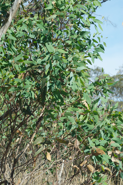 Myrtaceae Eucalyptus dwyeri