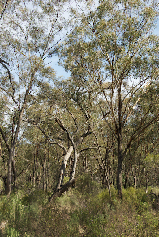 Myrtaceae Eucalyptus microcarpa
