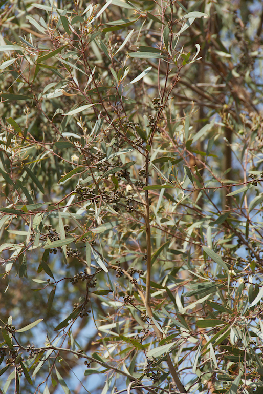 Myrtaceae Eucalyptus polybractea