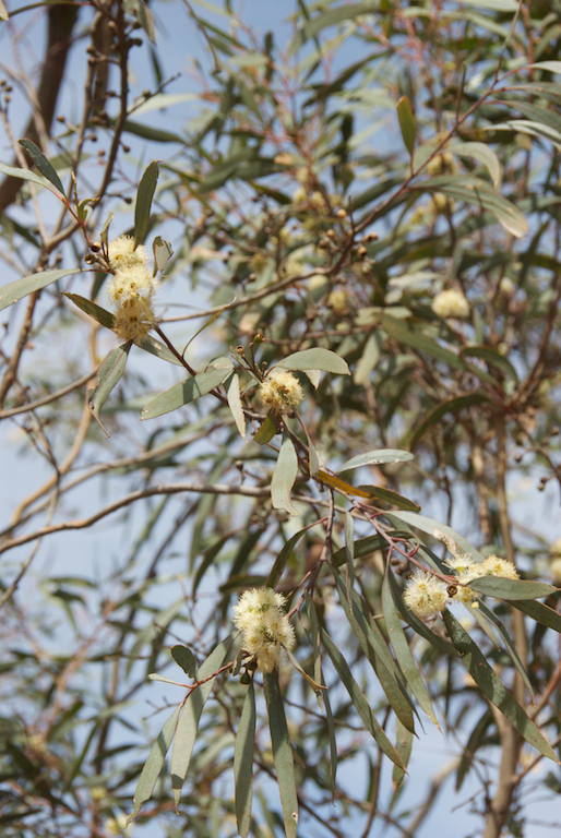 Myrtaceae Eucalyptus polybractea