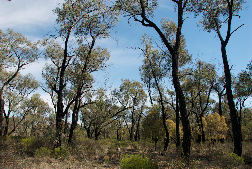 Myrtaceae Eucalyptus sideroxylon