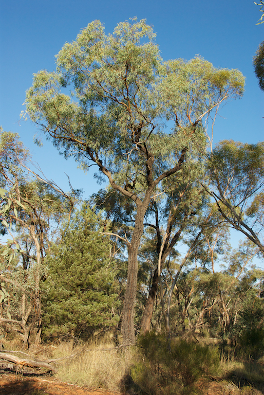 Myrtaceae Eucalyptus sideroxylon