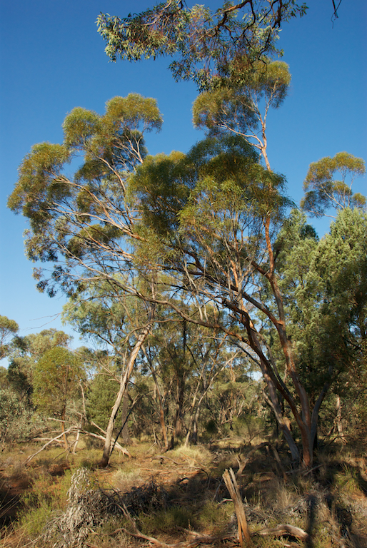 Myrtaceae Eucalyptus viridus