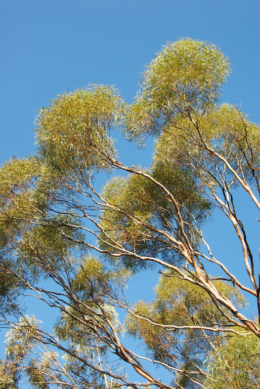 Myrtaceae Eucalyptus viridus