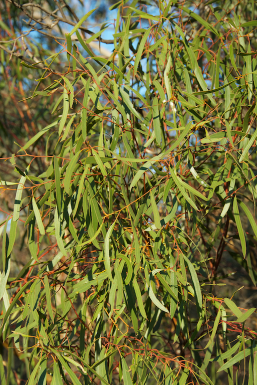 Myrtaceae Eucalyptus viridus