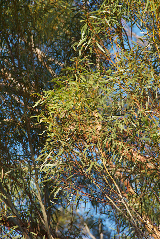 Myrtaceae Eucalyptus viridus