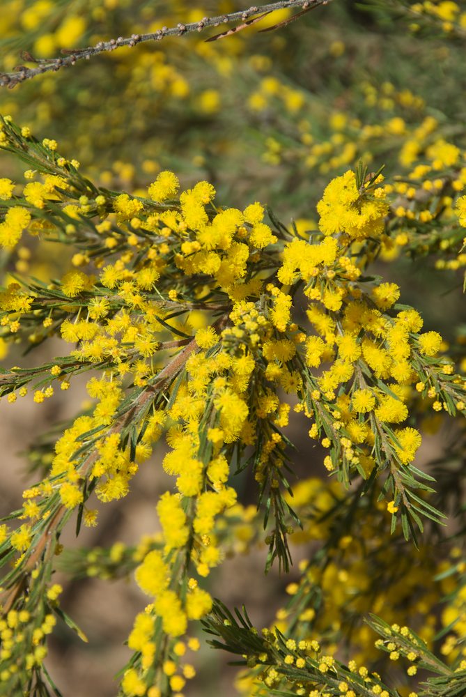 Fabaceae Acacia mariae