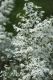 image of Olearia floribunda