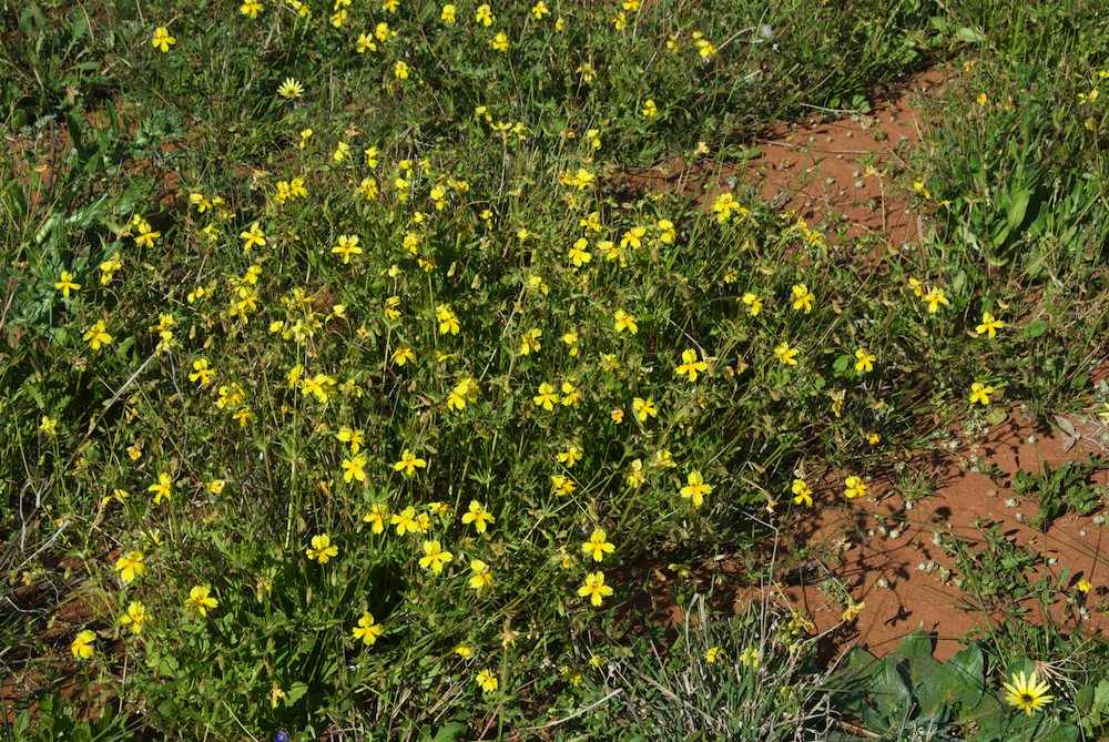 Goodeniaceae Velleia glabrata