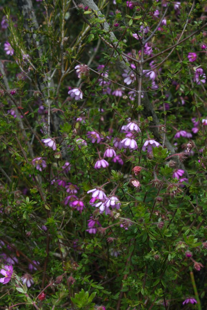 Cunoniaceae Bauera rubioides