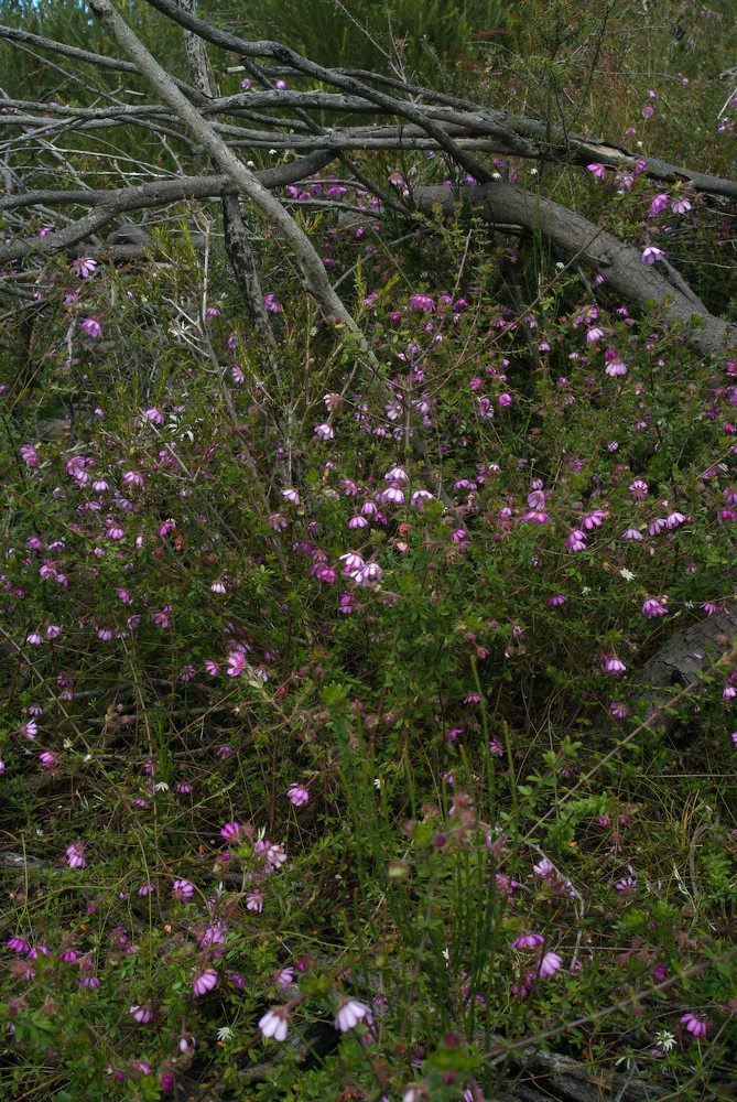 Cunoniaceae Bauera rubioides