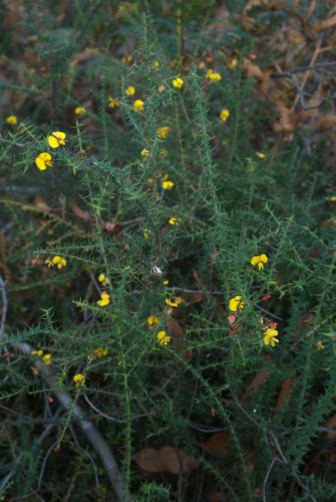 Fabaceae Bossiaea cinerea