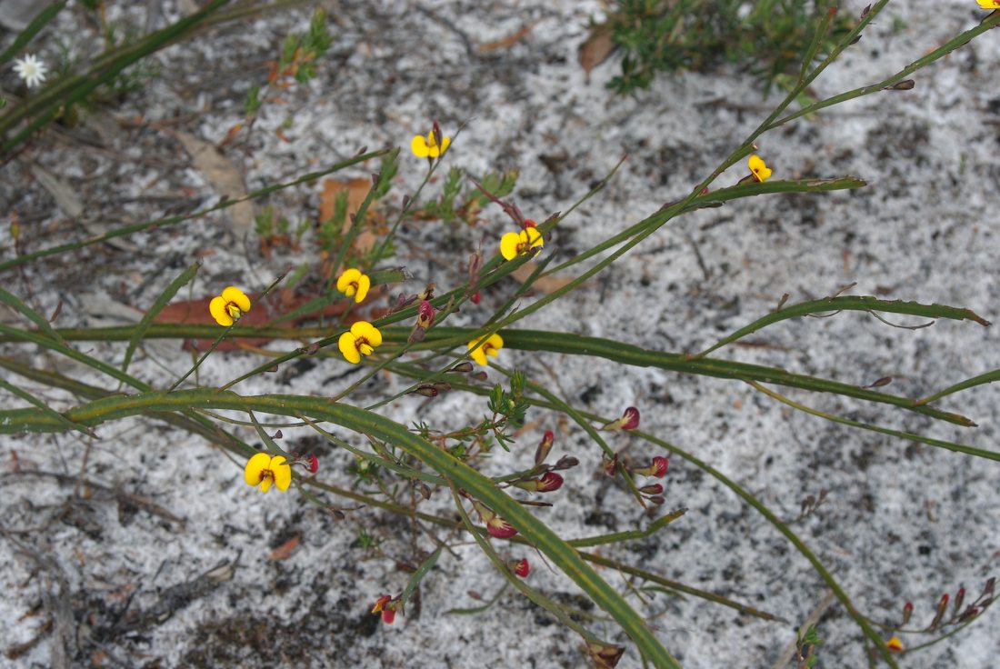 Fabaceae Bossiaea ensata