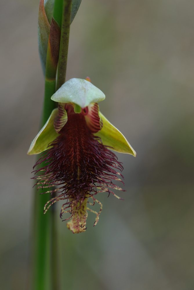 Orchidaceae Calochilus robertsonii