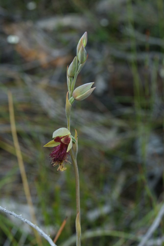 Orchidaceae Calochilus robertsonii