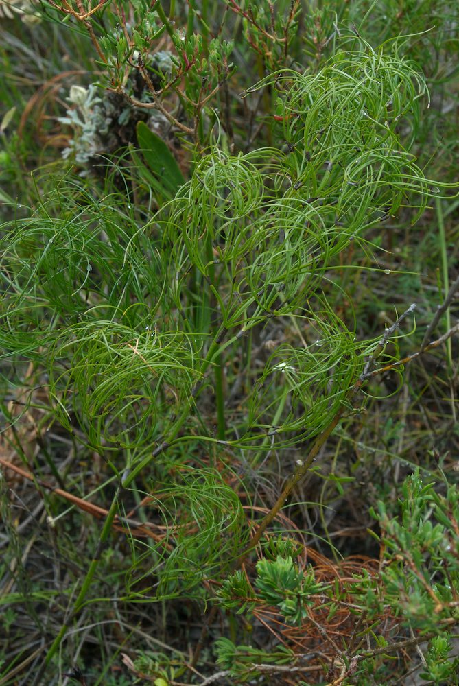 Cyperaceae Caustis recurvata