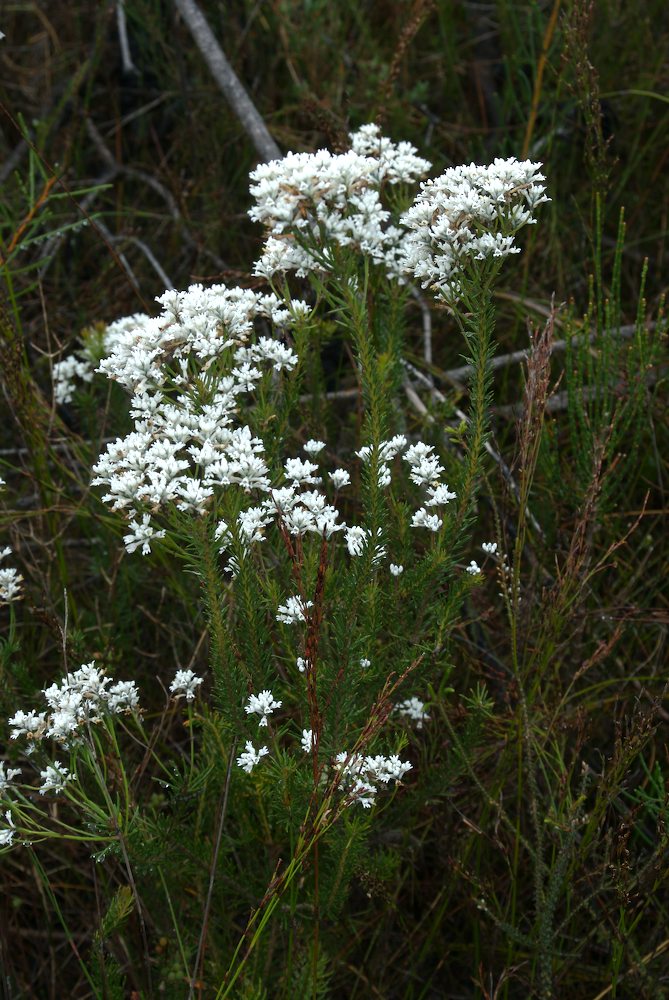 Proteaceae Conospermum taxifolium