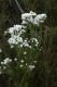 image of Conospermum taxifolium