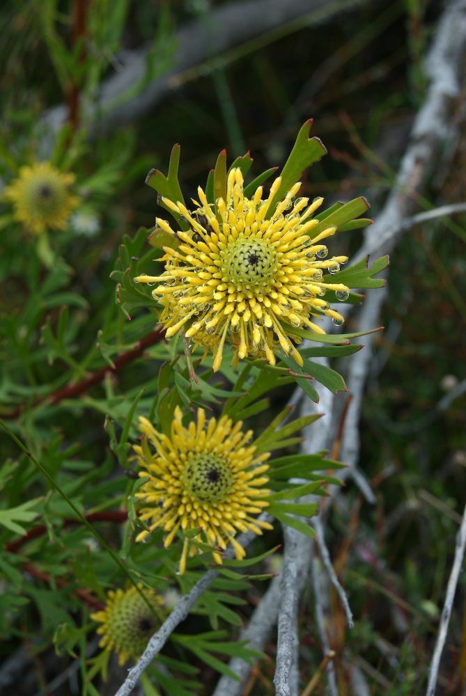 Proteaceae Isopogon anemonifolius