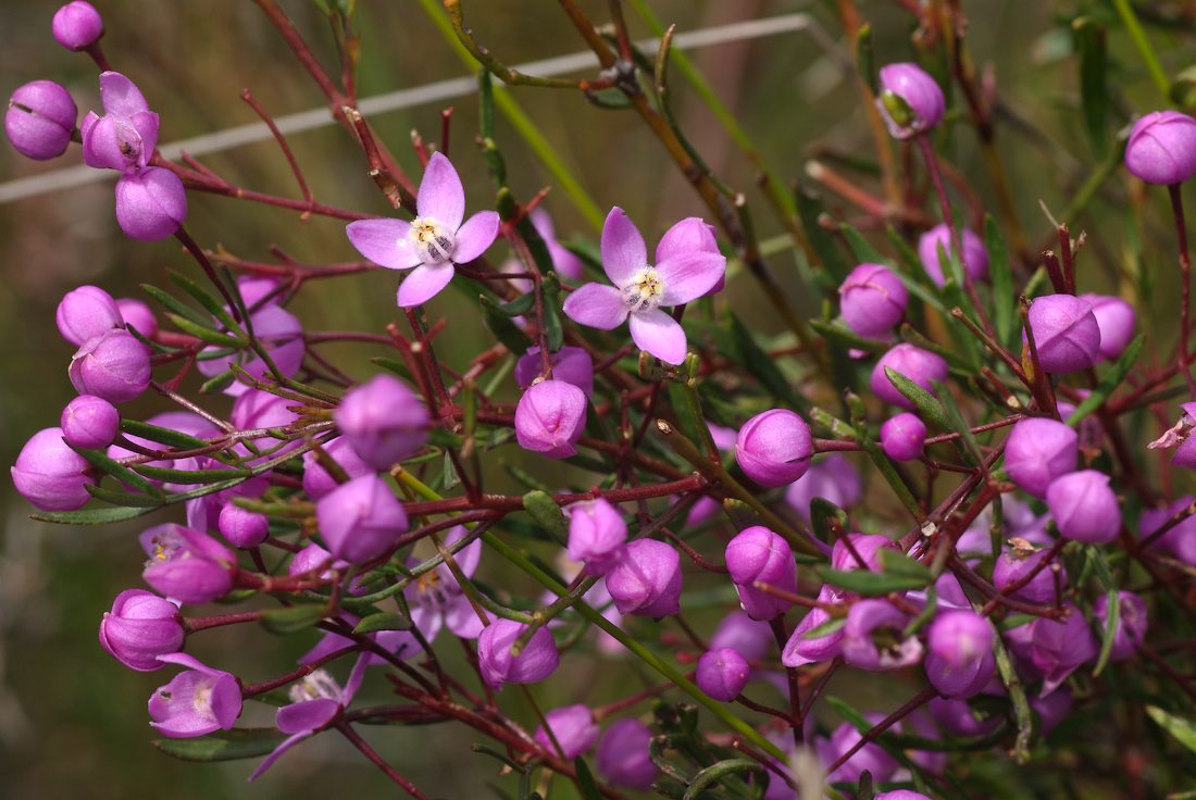 Rutaceae Boronia pinnata