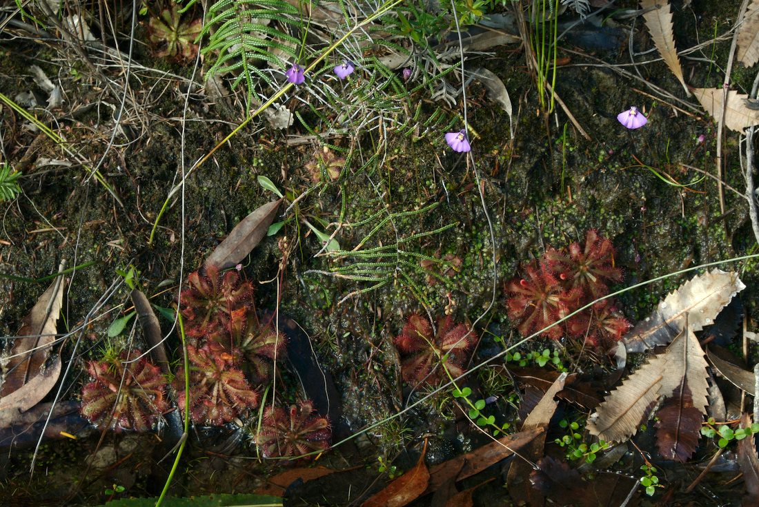 Lentibulariaceae Utricularia uniflora