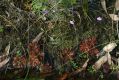 image of Utricularia uniflora