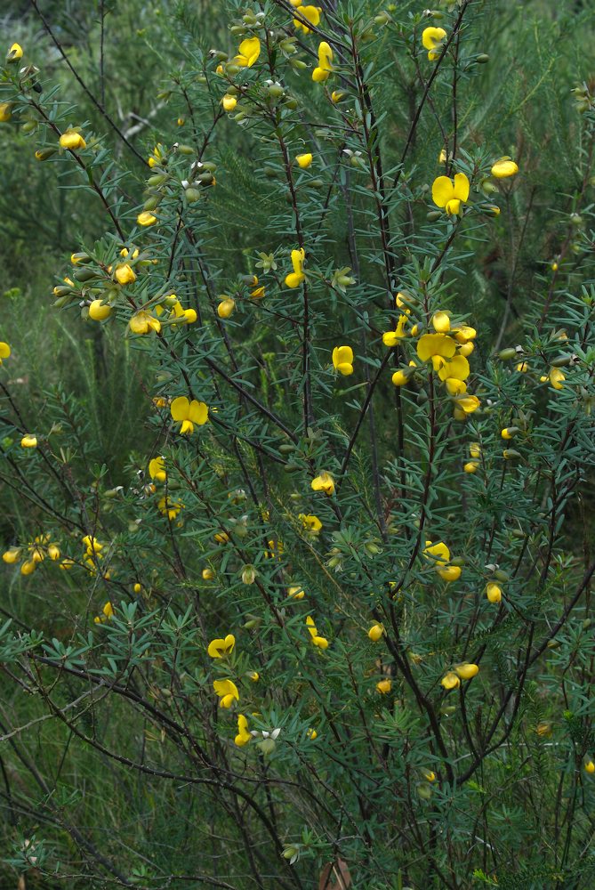 Fabaceae Gompholobium latifolium