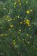 image of Gompholobium latifolium