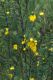 image of Gompholobium latifolium