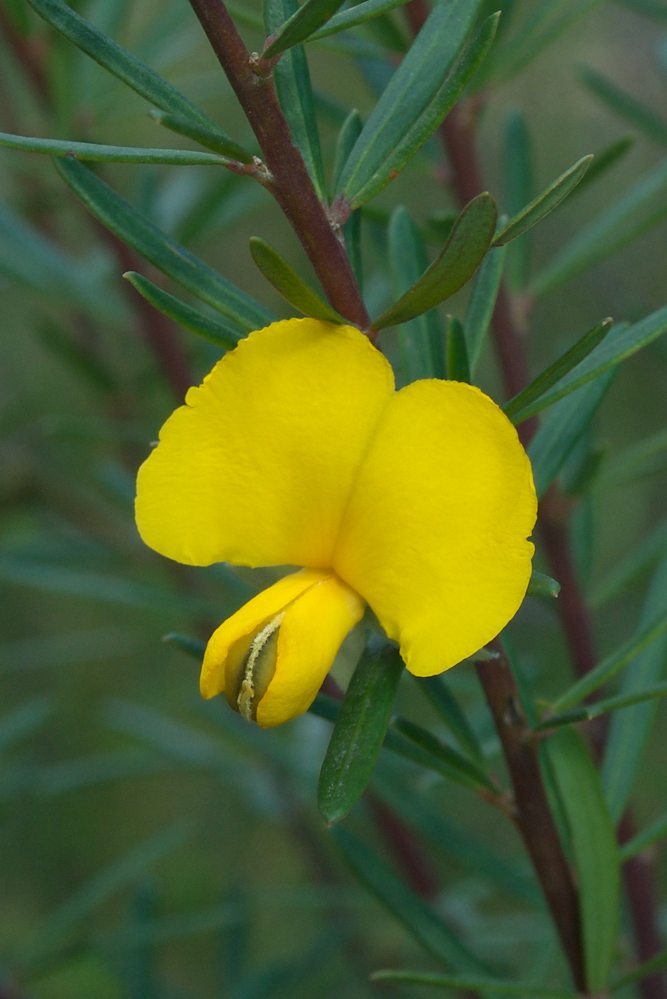 Fabaceae Gompholobium latifolium