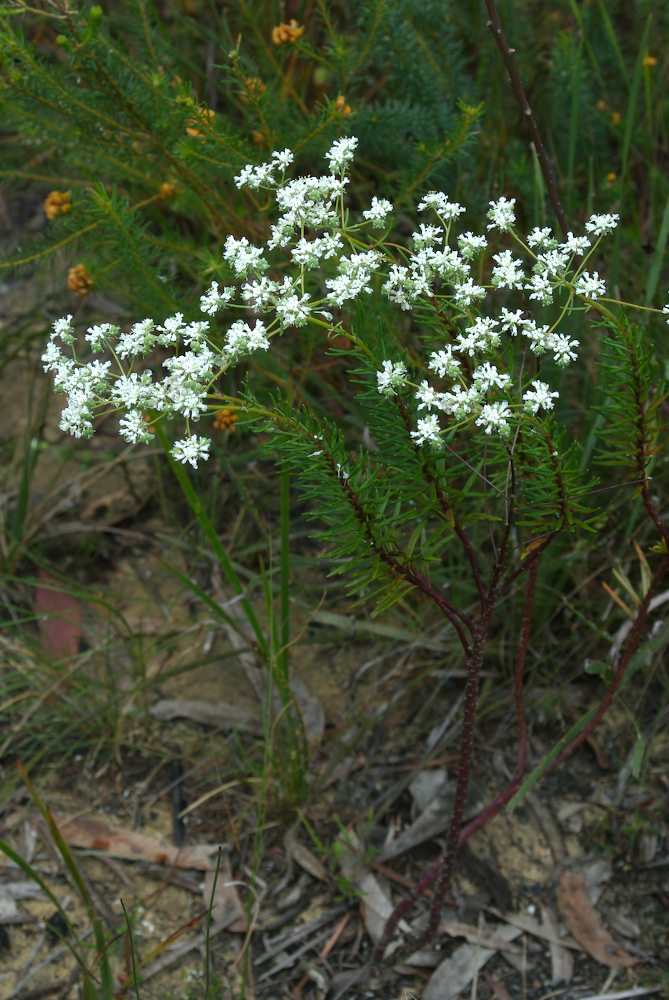 Phyllanthaceae Poranthera ericifolia