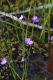 image of Utricularia uniflora