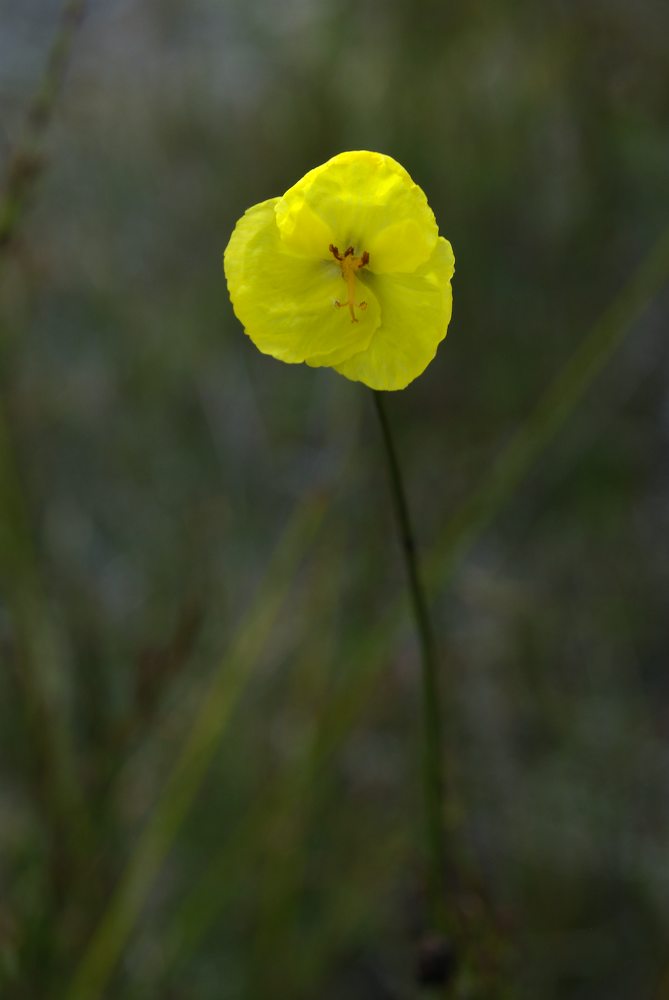 Xyridaceae Xyris operculata