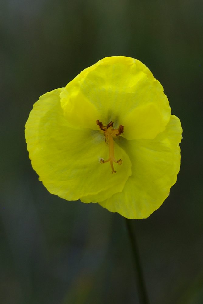 Xyridaceae Xyris operculata