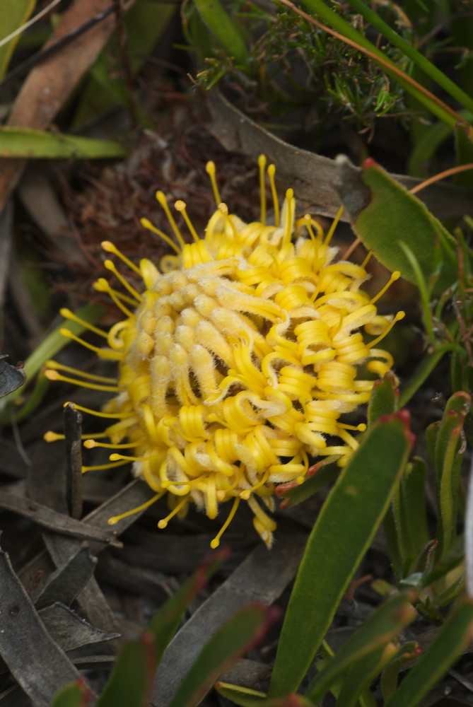 Proteaceae Leucospermum prostratum