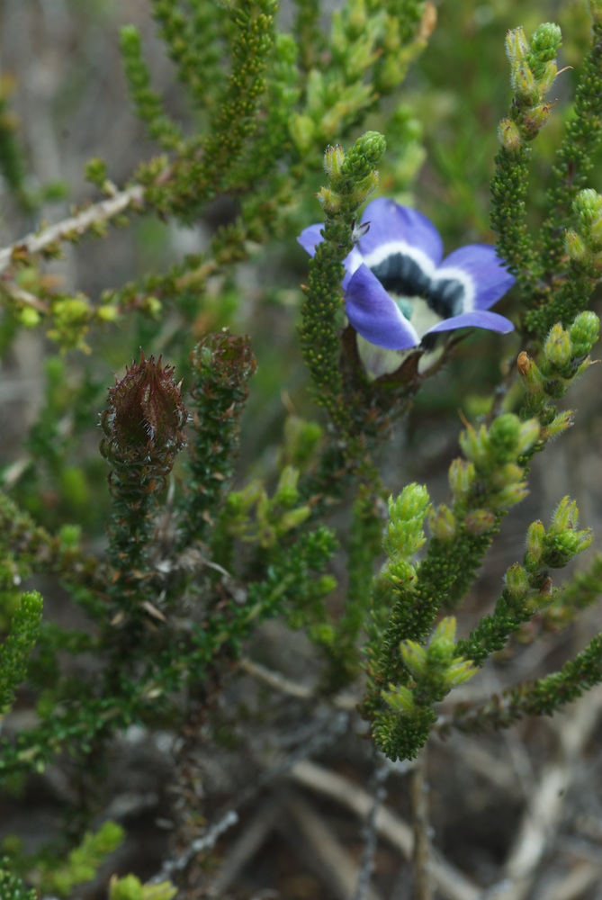 Campanulaceae Roella ciliata