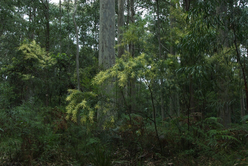 Fabaceae Acacia longissima