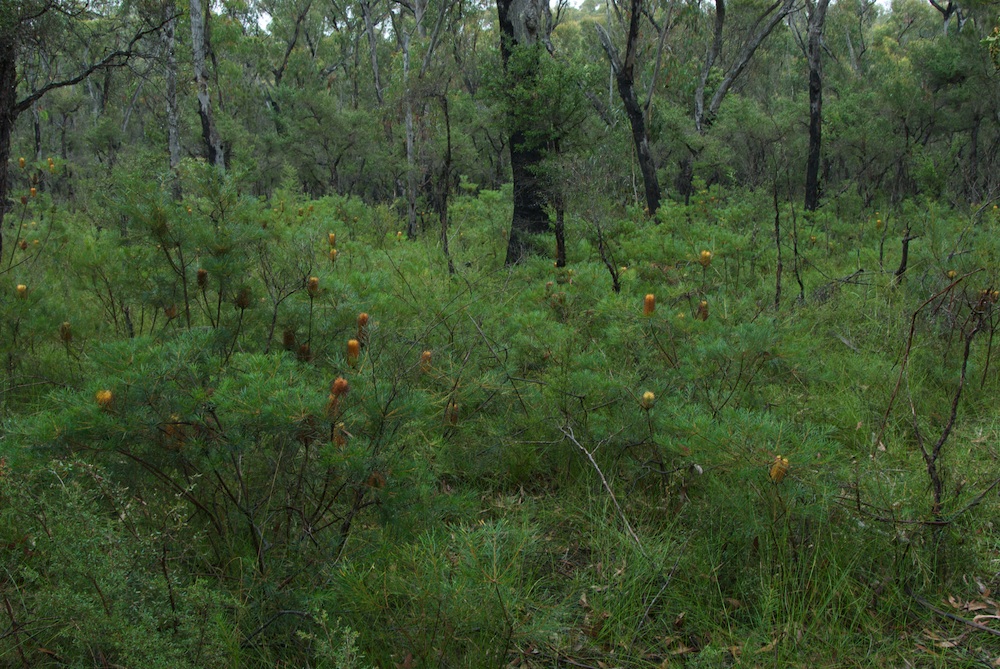 Proteaceae Banksia spinulosa