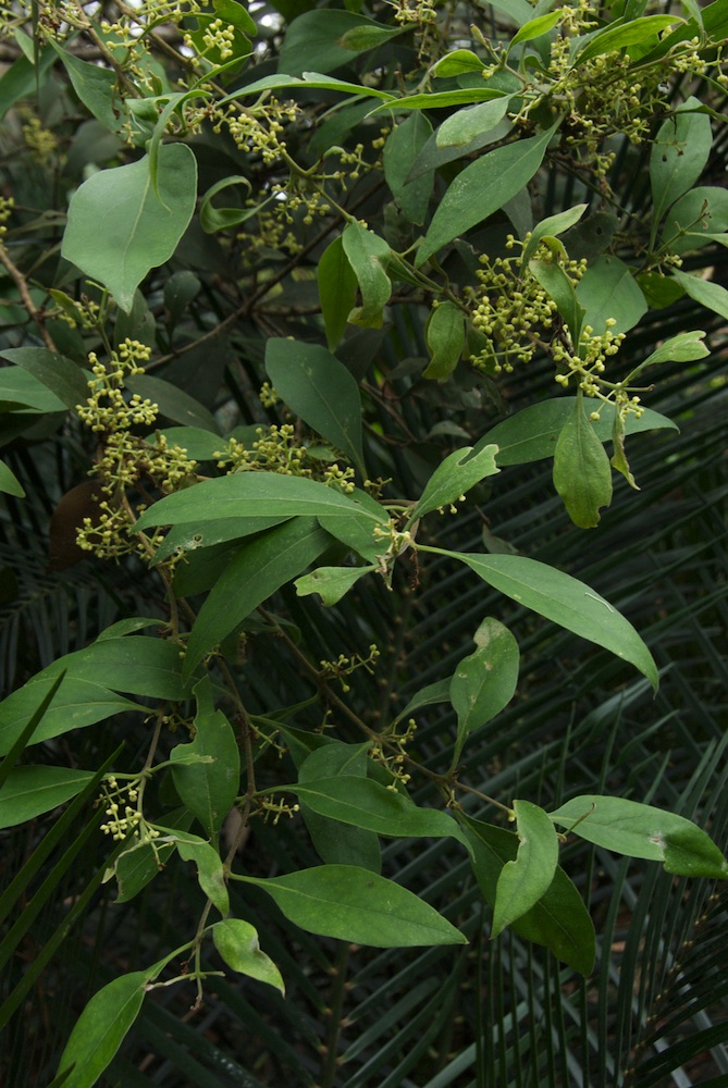 Oleaceae Notelaea longifolia