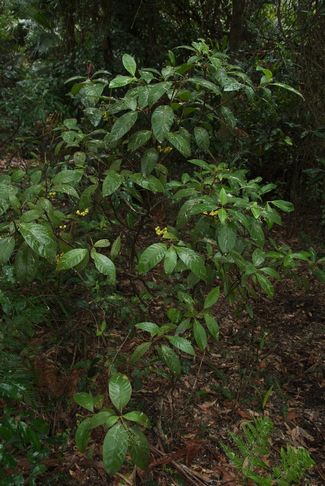 Rubiaceae Psychotria loniceroides