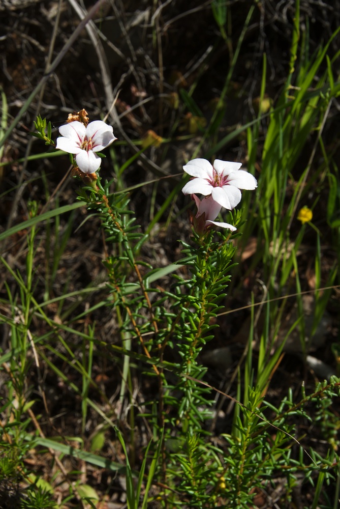 Rutaceae Adenandra villosa