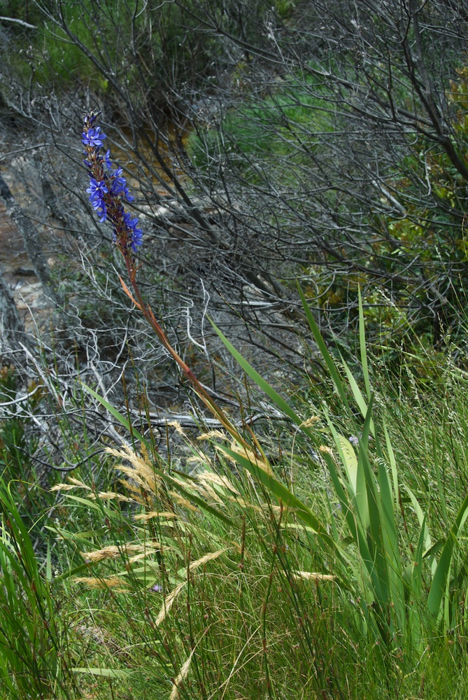 Iridaceae Aristea capitata