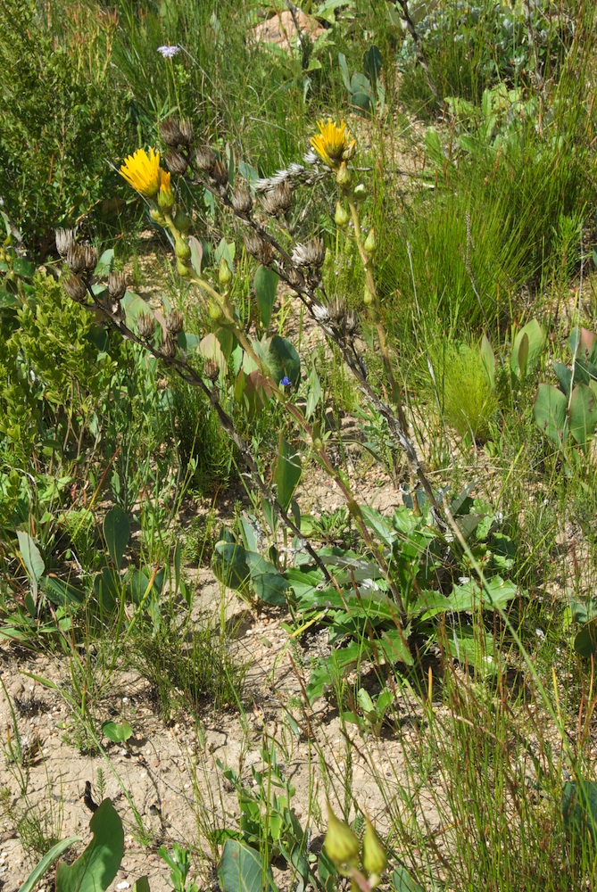 Asteraceae Berkheya herbacea