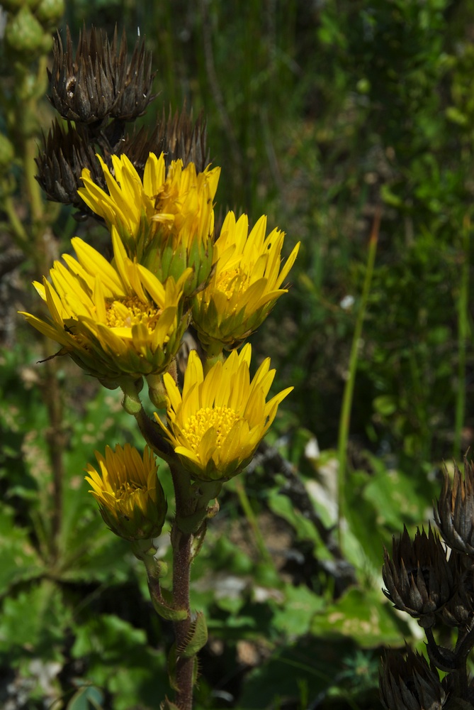 Asteraceae Berkheya herbacea
