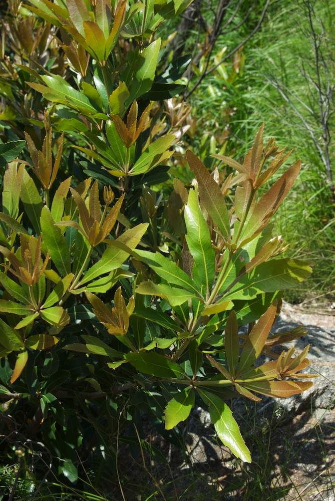 Proteaceae Brabejum stellatifolium