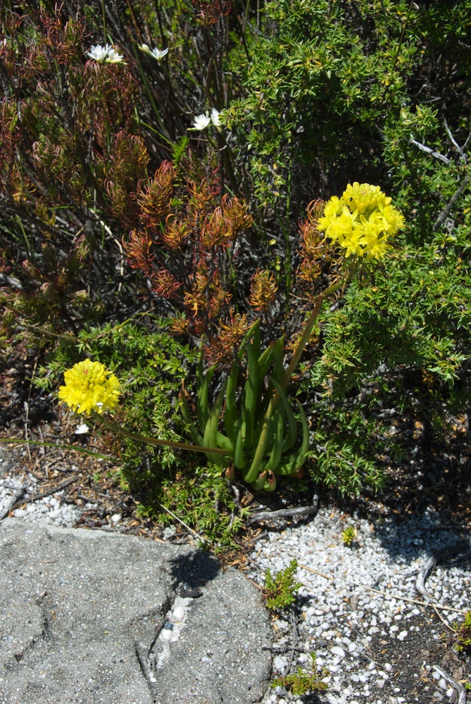 Asphodelaceae Bulbine lagopus