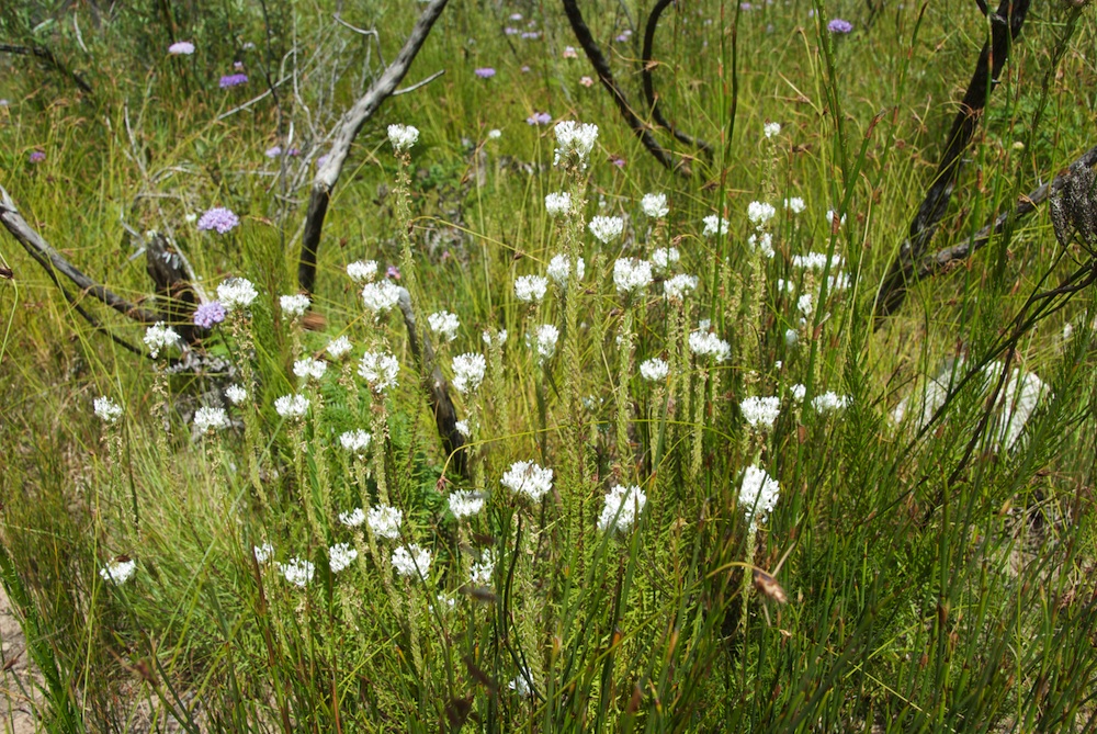 Scrophulariaceae Dischisma ciliatum
