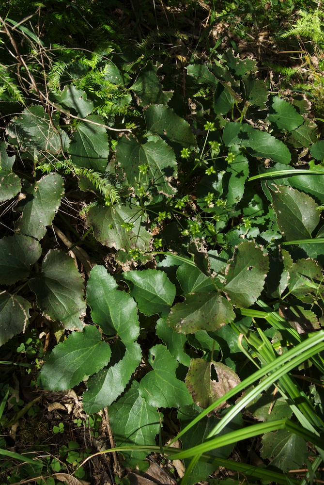 Ranunculaceae Knowltonia vesicatoria