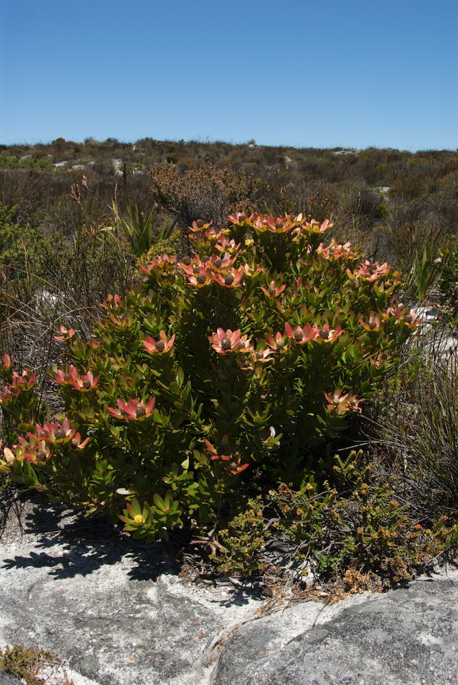 Proteaceae Leucadendron strobilinum